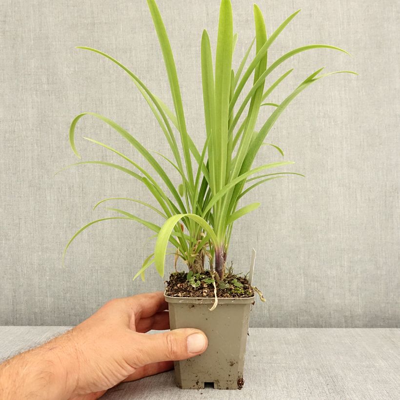 Agapanthus Vallée de la Loire 8/9 cm pot sample as delivered in summer