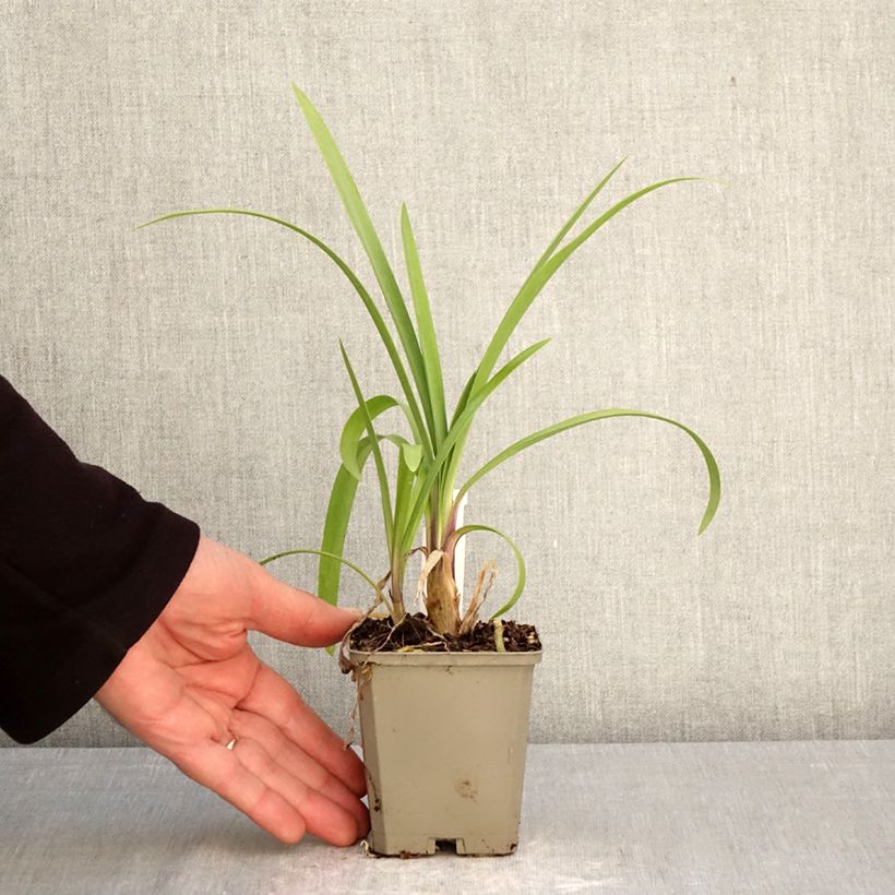 Agapanthus Vallée de la Loire 8/9 cm pot sample as delivered in spring