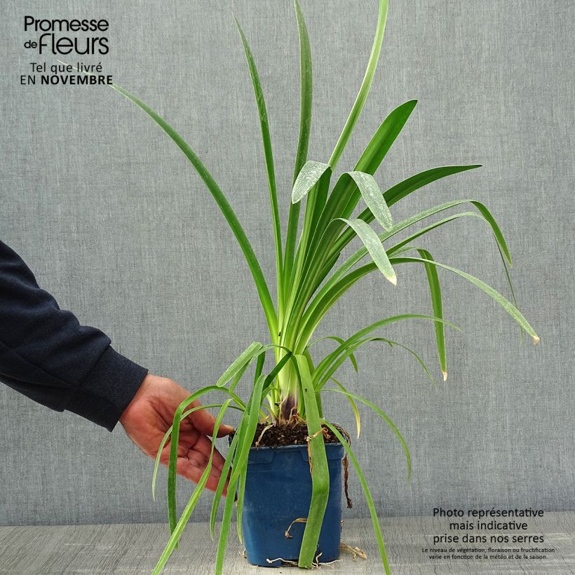 Agapanthus Vallée de la Loire 2L/3L pot sample as delivered in autumn