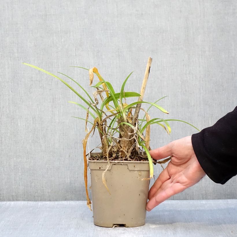 Agapanthus Vallée de la Loire 2L/3L pot sample as delivered in winter