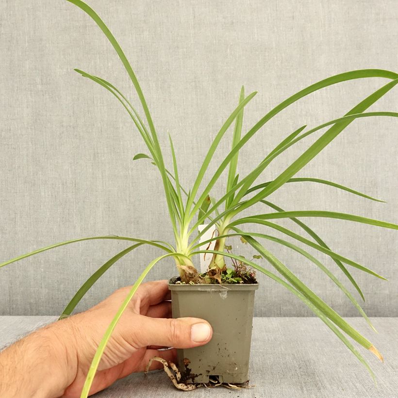 Agapanthus hybridus Vallée de la Sarthe 8/9 cm pot sample as delivered in summer