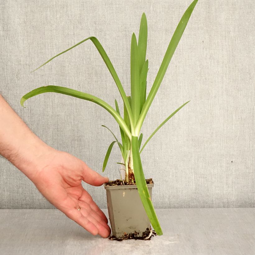 Agapanthus hybridus Vallée de la Sarthe 8/9 cm pot sample as delivered in spring