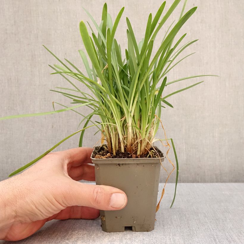 Agapanthus White Baby 8/9 cm pot sample as delivered in spring