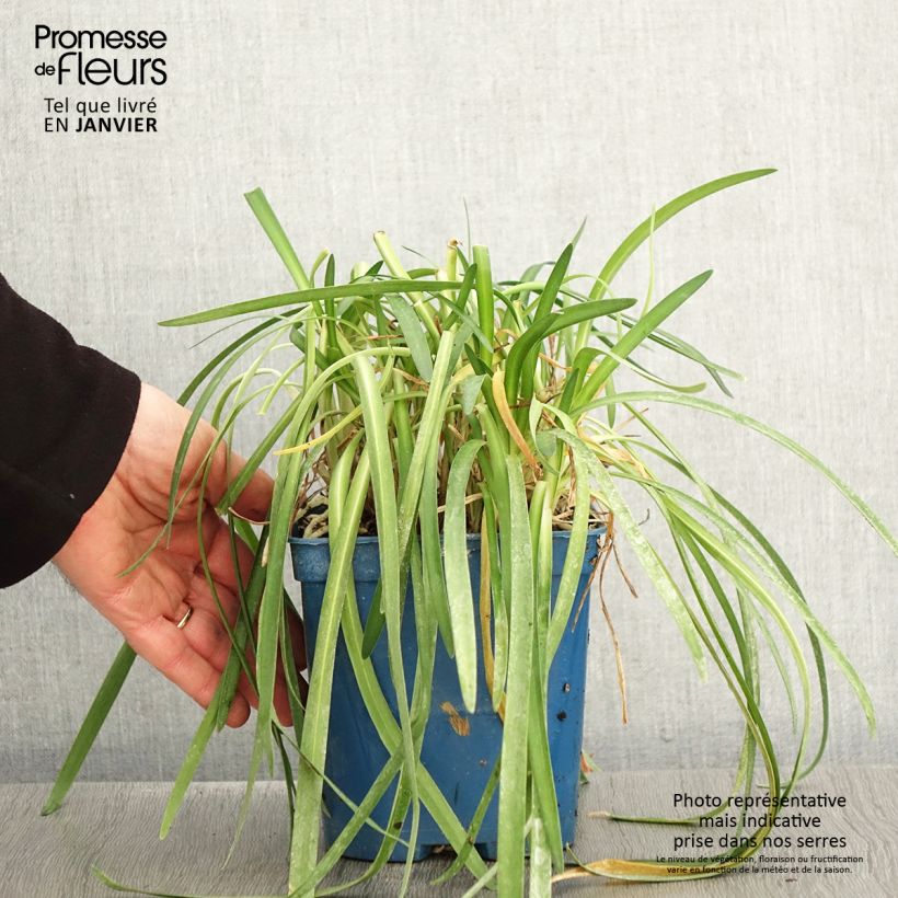 Agapanthus White Baby 2L/3L pot sample as delivered in winter