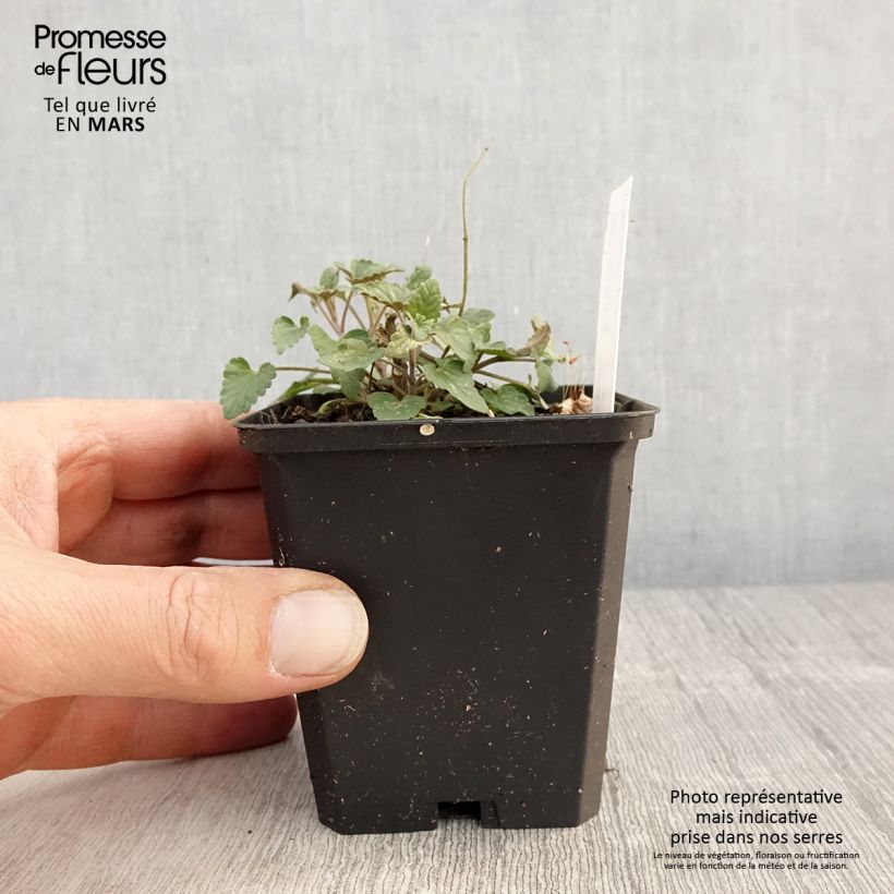 Agastache barberi Firebird 8/9 cm pot sample as delivered in spring