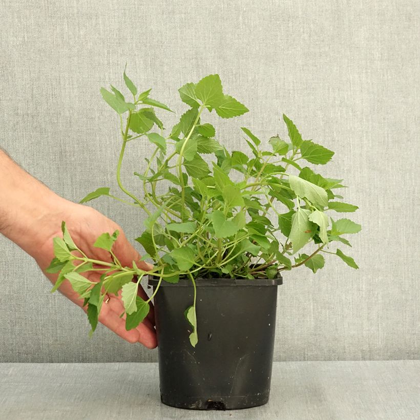 Agastache Beelicious Pink 2L/3L pot sample as delivered in summer