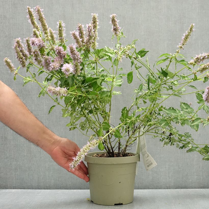 Agastache Beelicious Pink 3L/4L pot sample as delivered in summer