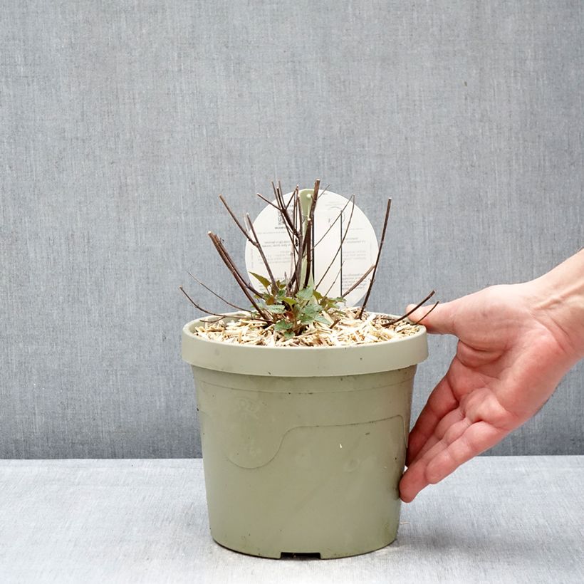 Agastache Beelicious Pink 3L/4L pot sample as delivered in winter