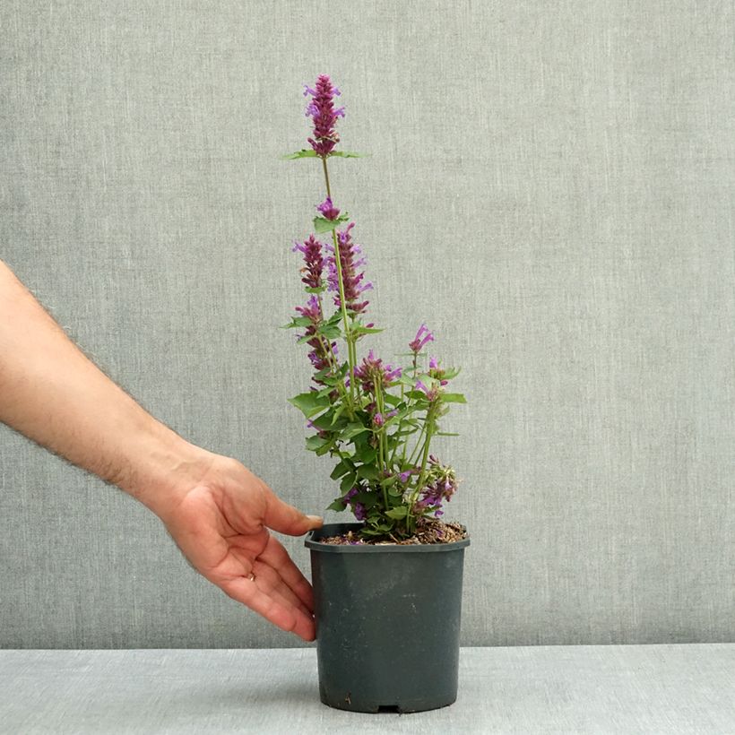 Agastache Blue Boa 2L/3L pot sample as delivered in summer