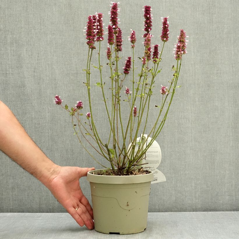 Agastache x rugosa Crazy Fortune 3L/4L pot sample as delivered in summer