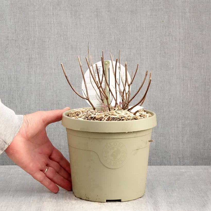 Agastache x rugosa Crazy Fortune 3L/4L pot sample as delivered in winter