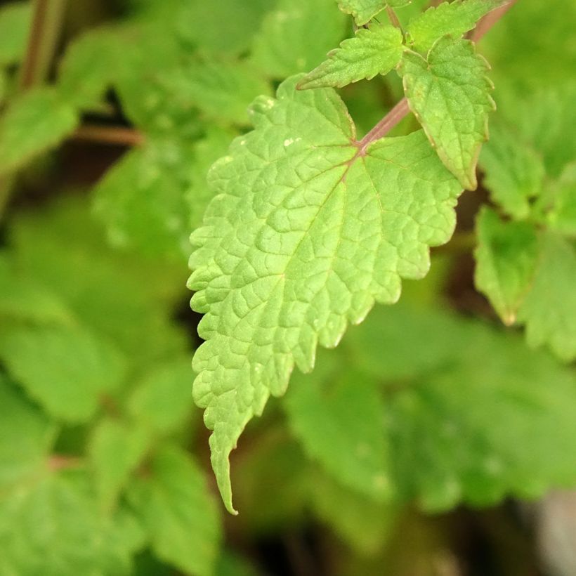 Agastache foeniculum Celestia™ - Anise hyssop (Foliage)