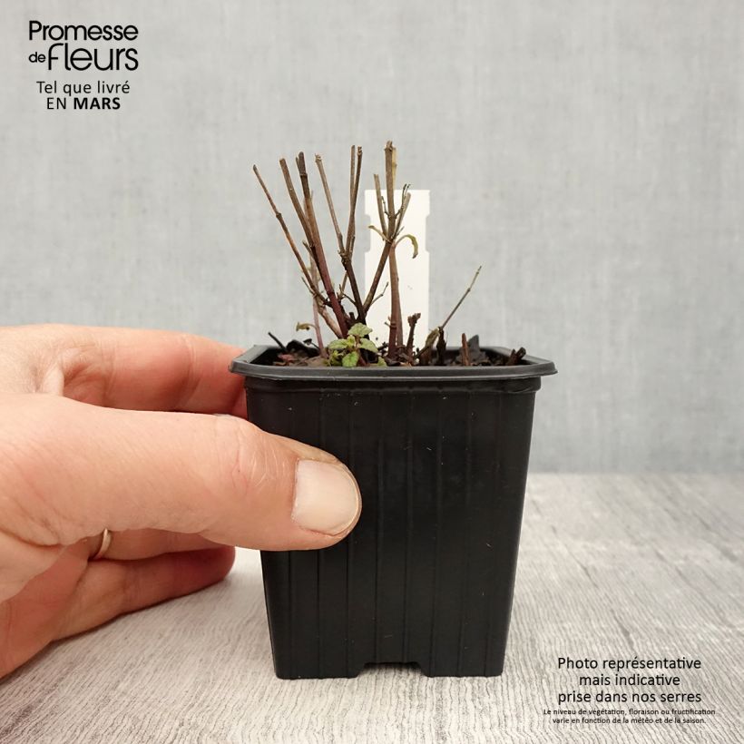 Agastache Kudos Coral 8/9 cm pot sample as delivered in spring