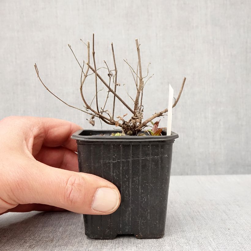 Agastache Kudos Mandarin 8/9 cm pot sample as delivered in spring