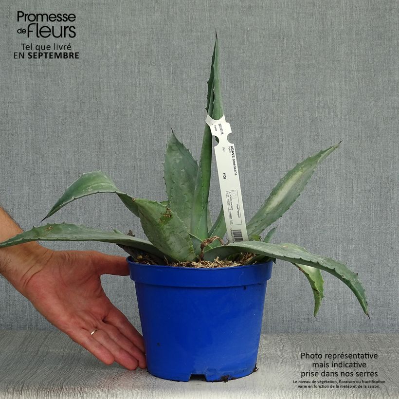 Agave americana 3L/4L pot sample as delivered in autumn