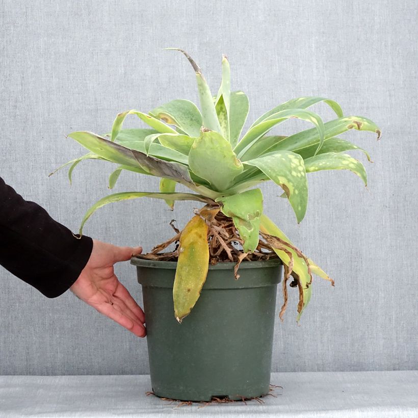 Agave attenuata 7.5L/10L pot sample as delivered in winter