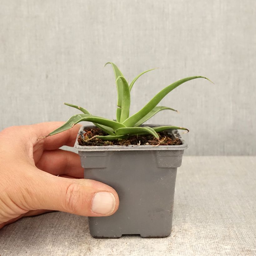 Agave bracteosa 8/9 cm pot sample as delivered in spring