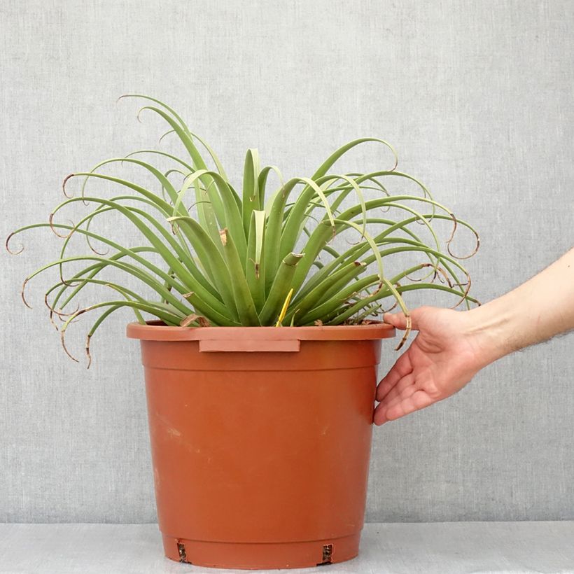 Agave bracteosa 7.5L/10L pot sample as delivered in autumn