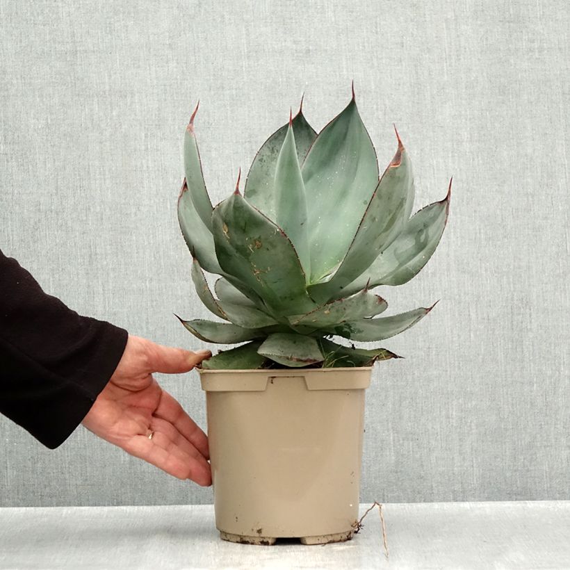 Agave celsii Nova - Agave mitis 3L/4L pot sample as delivered in autumn