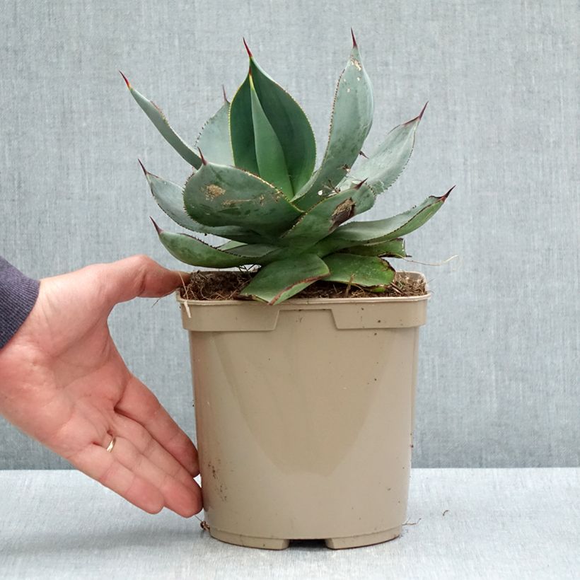 Agave celsii Nova - Agave mitis 3L/4L pot sample as delivered in spring