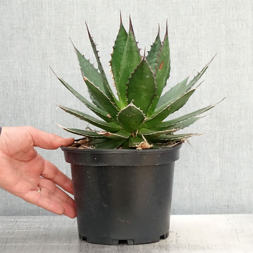 Agave horrida 3L/4L pot sample as delivered in spring