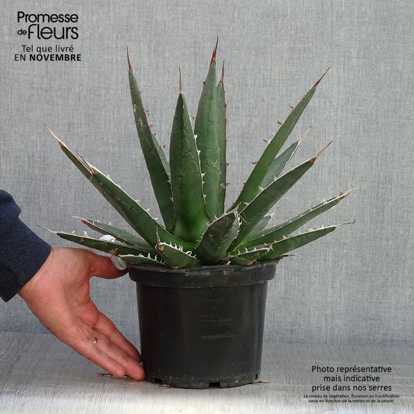 Agave kerchovei 3L/4L pot sample as delivered in autumn