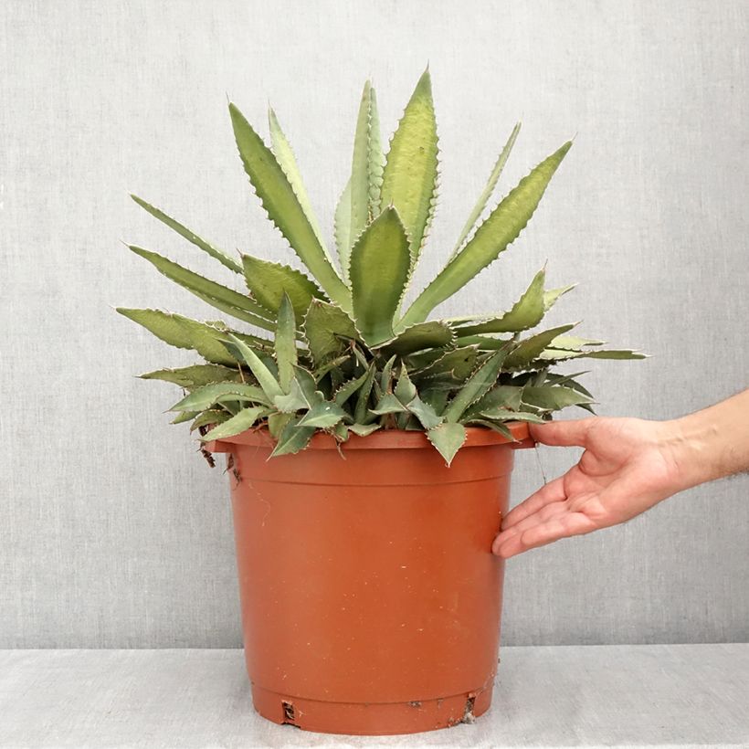Agave lophantha f. latifolia Ensifera 7.5L/10L pot sample as delivered in summer