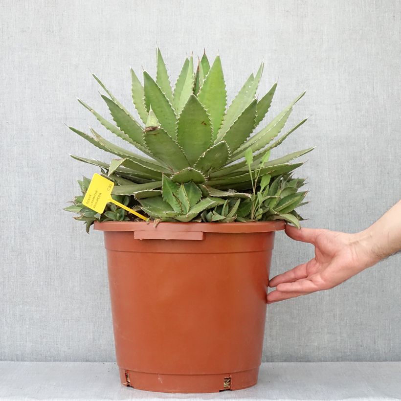 Agave lophantha f. latifolia Ensifera 7.5L/10L pot sample as delivered in autumn