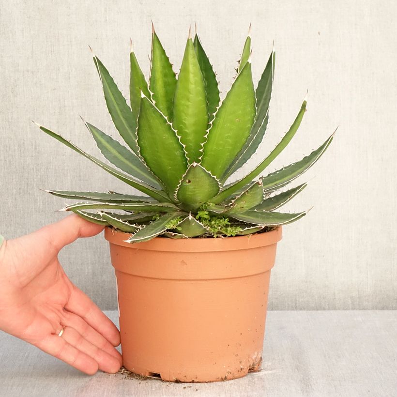 Agave lophantha Splendida 3L/4L pot sample as delivered in winter
