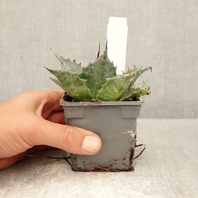 Agave parrasana 8/9 cm pot sample as delivered in spring