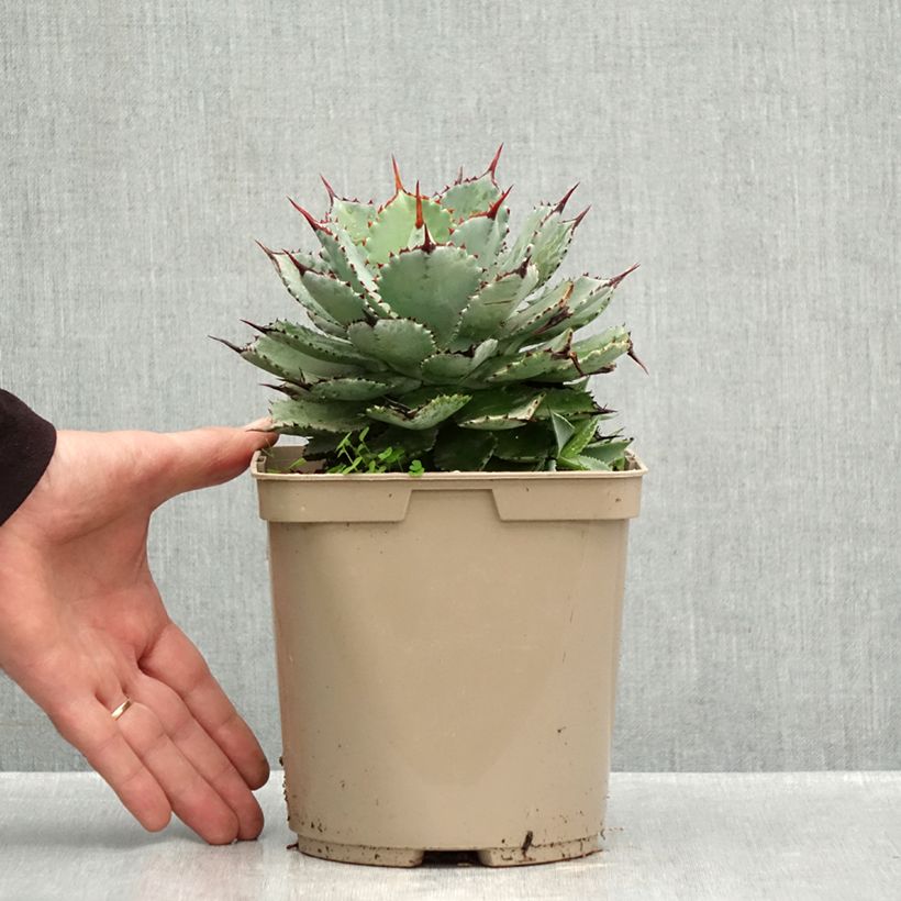Agave potatorum Kichiokan - Verschaffelt Agave 3L/4L pot sample as delivered in autumn