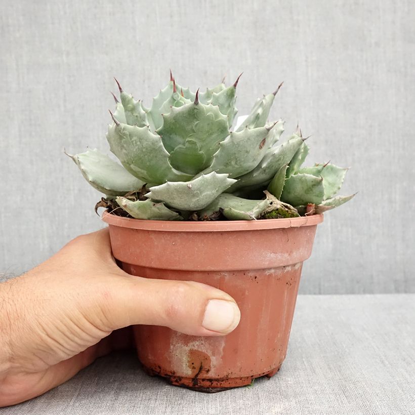 Agave potatorum var. verschaffeltii 2L/3L pot sample as delivered in summer