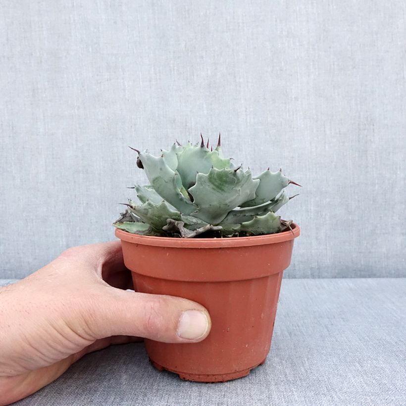 Agave potatorum var. verschaffeltii 2L/3L pot sample as delivered in spring