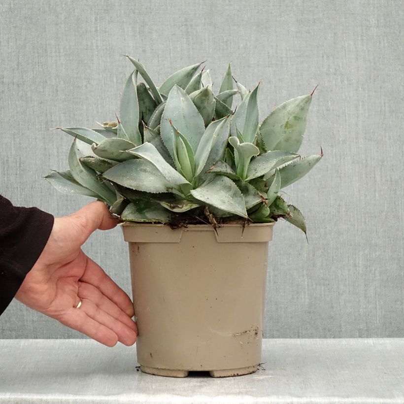 Agave pygmae Dragon Toes 3L/4L pot sample as delivered in autumn
