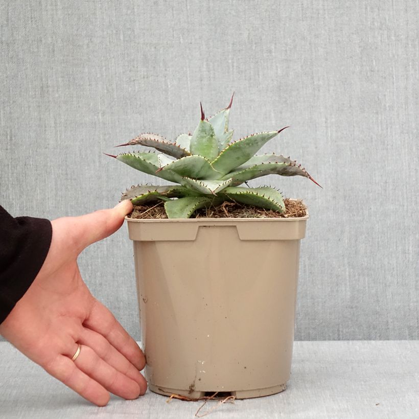 Agave pygmae Dragon Toes 3L/4L pot sample as delivered in winter