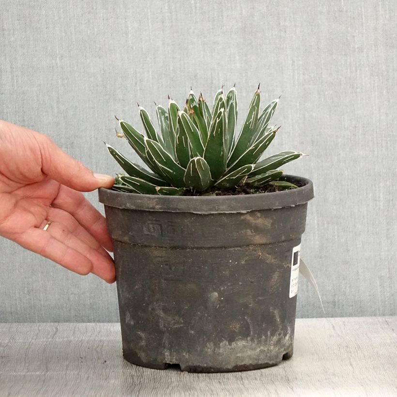 Agave victoriae reginae - Queen Victorias Agave 4L/5L pot sample as delivered in spring