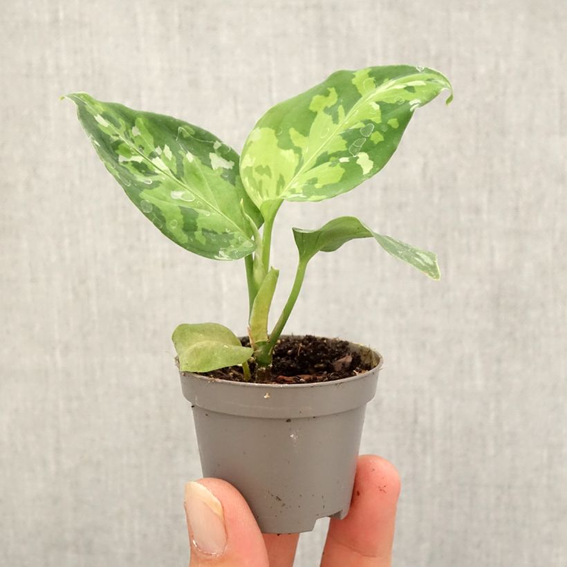 Aglaonema pictum Tricolor - Chinese evergreen Mini-plante sample as delivered in autumn