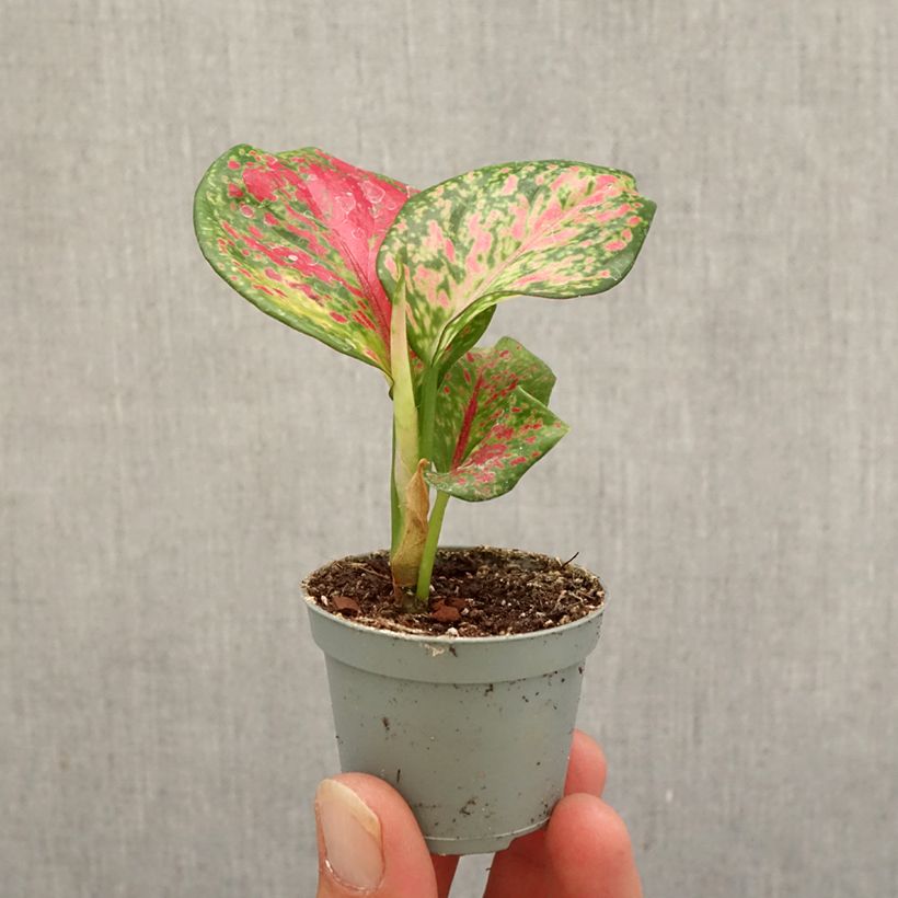 Aglaonema Red Zircon - Chinese evergreen Mini-plante sample as delivered in autumn