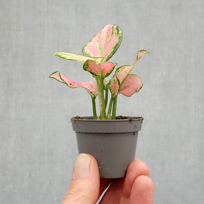 Aglaonema 'Rich Red' - Chinese evergreen mini plant sample as delivered in spring