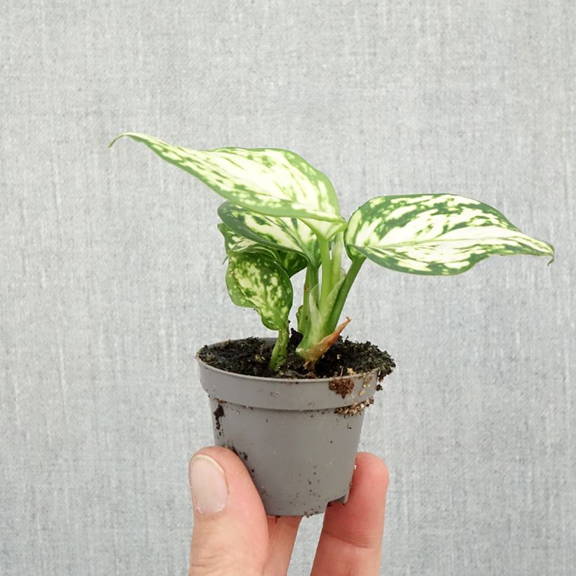 Aglaonema commutatum Snowflake - Chinese evergreen Mini-plante sample as delivered in autumn