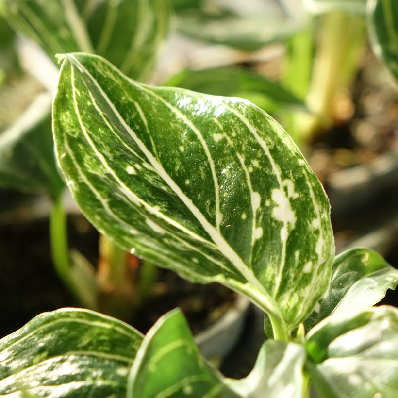 Aglaonema commutatum Tom's Pride (Foliage)