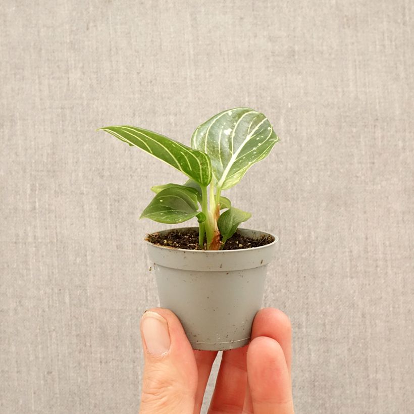 Aglaonema commutatum 'Toms Pride' mini plant sample as delivered in spring