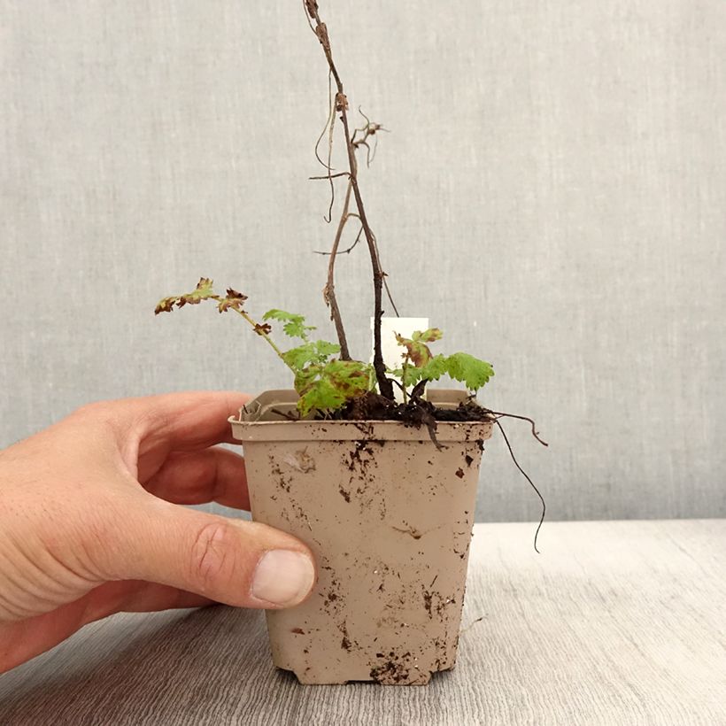 Agrimonia eupatoria  Alba 8/9 cm pot sample as delivered in autumn
