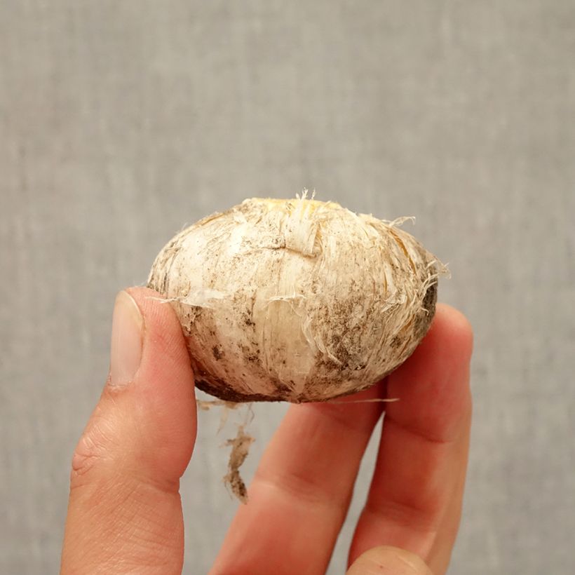 Allium Lucy Ball Bulb size 16/18 sample as delivered in autumn
