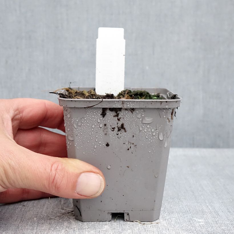 Allium atropurpureum 8/9 cm pot size 8+ sample as delivered in autumn