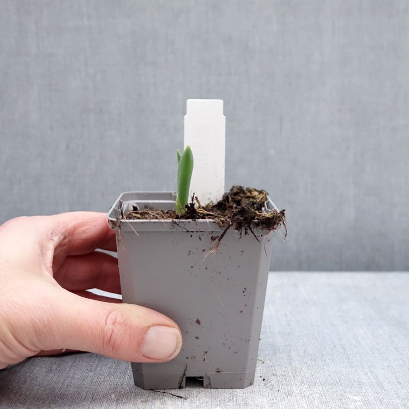 Allium atropurpureum 8/9 cm pot size 8+ sample as delivered in winter