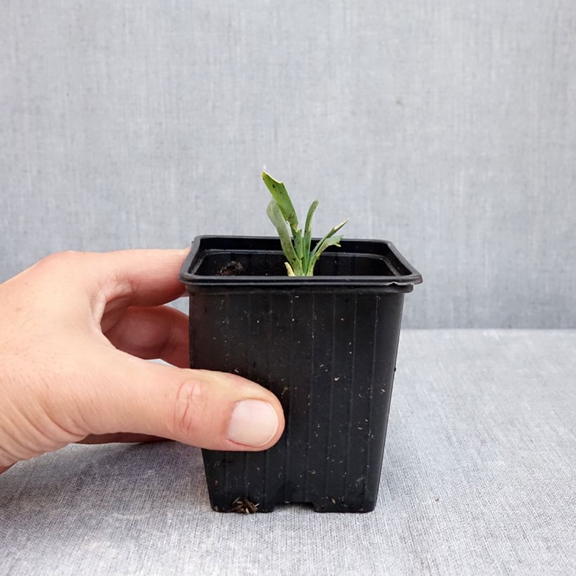 Allium Bubble Bath - Blue Siberian Onion 8/9 cm pot sample as delivered in autumn