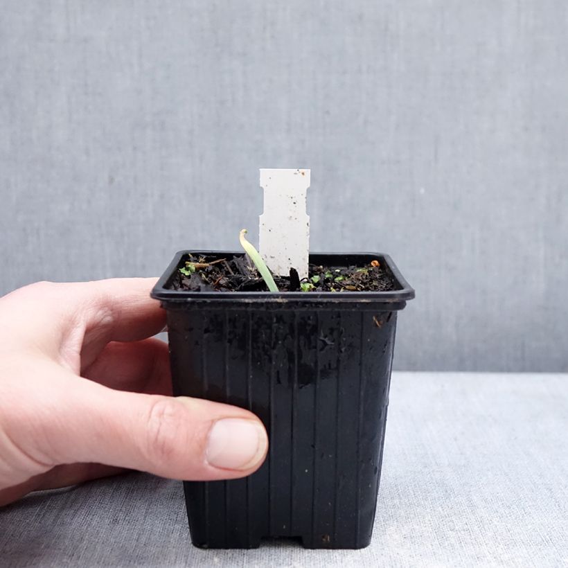 Allium Bubble Bath - Blue Siberian Onion 8/9 cm pot sample as delivered in winter