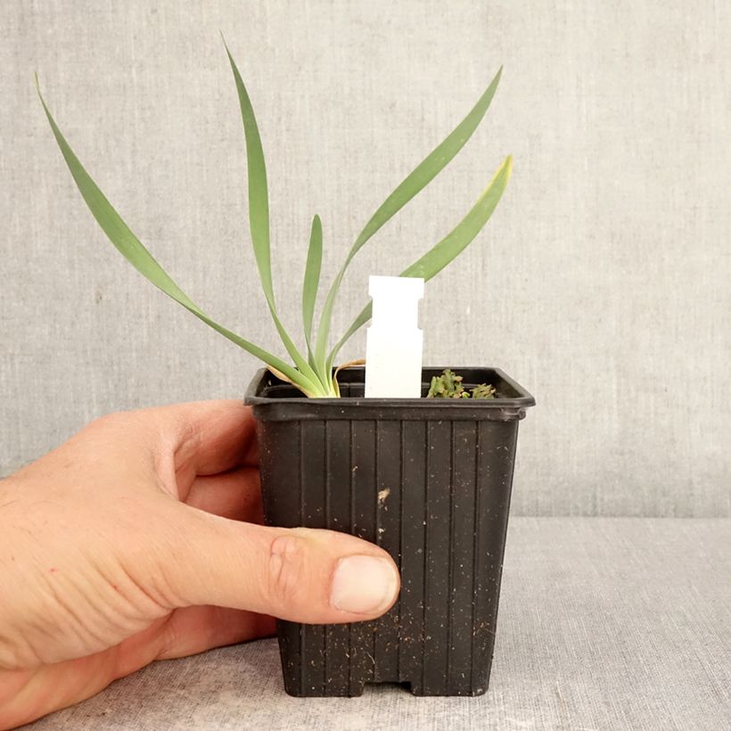 Allium Bubble Bath - Blue Siberian Onion 8/9 cm pot sample as delivered in spring