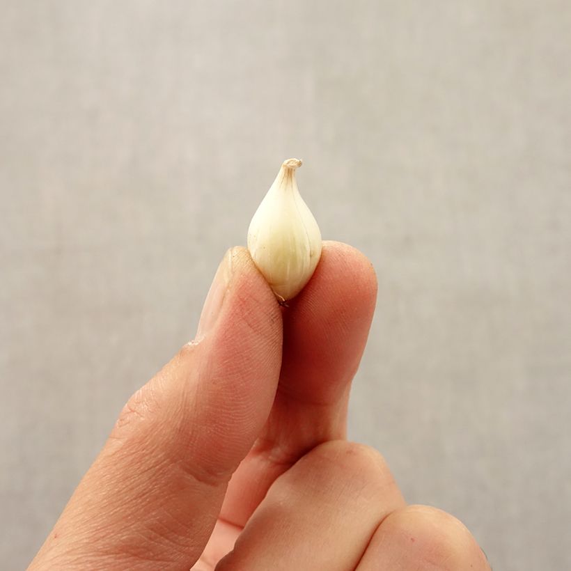 Allium caesium Bulb size 5+ sample as delivered in autumn